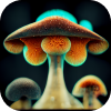 Magic Mushrooms